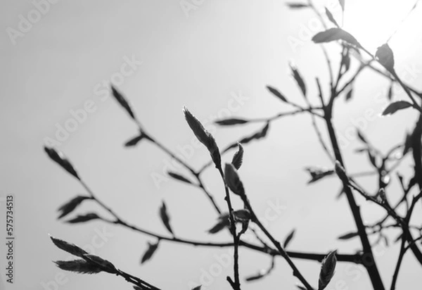 Fototapeta branches of a tree