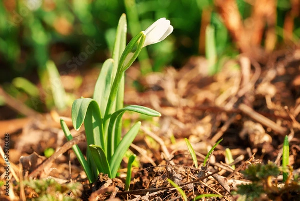 Obraz Galanthus nivalis, Small snowdrops (Galanthus nivalis), also called common snowdrops white winter flower, spring flowers closeup with natural background