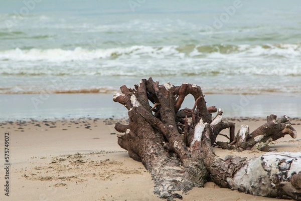 Fototapeta Baum am Strand