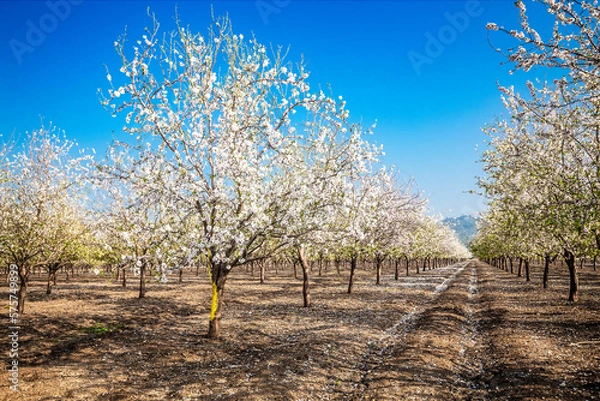 Obraz Beautiful almond garden, rows of blooming almond trees orchard in a kibbutz in Northern Israel, Galilee in february, Tu Bishvat Jewish holiday