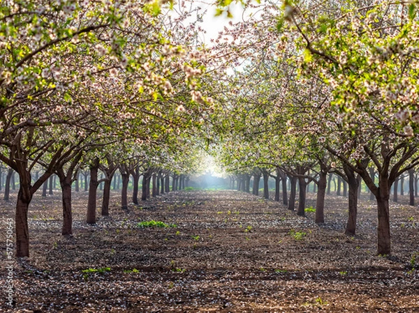 Obraz Beautiful almond garden, rows of blooming almond trees orchard in a kibbutz in Northern Israel, Galilee in february, Tu Bishvat Jewish holiday