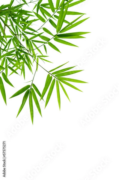 Fototapeta bamboo leaves