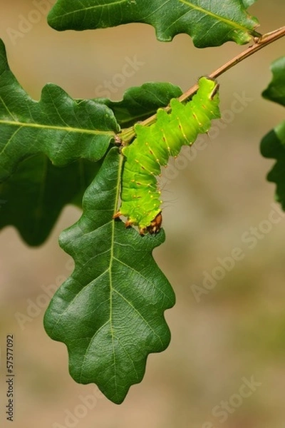 Fototapeta Polyphemus Moth (Antheraea polyphemus), caterpillar