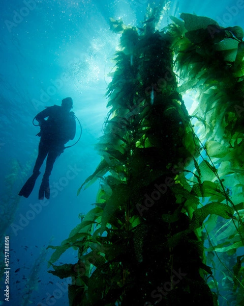 Obraz A Diver Looks at an Underwater Kelp Forest at the Avalon Underwater Marine Park on Catalina Island in California