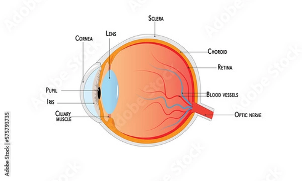Obraz Eye anatomy 