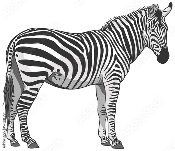 Fototapeta Isolated Zebra Illustration