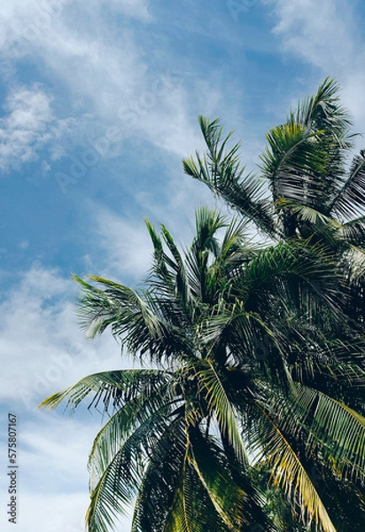 Fototapeta Palm trees against blue sky