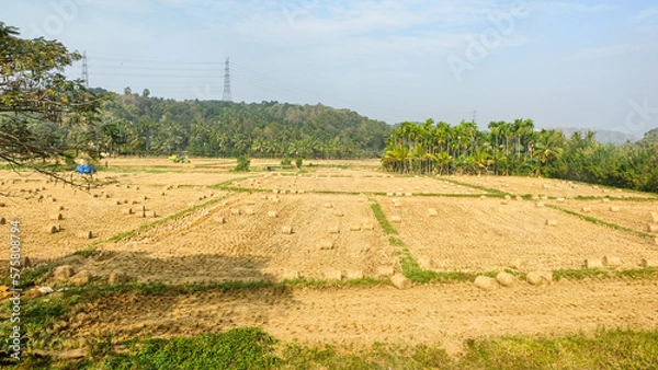 Obraz Paddy field with trees and clouds 
