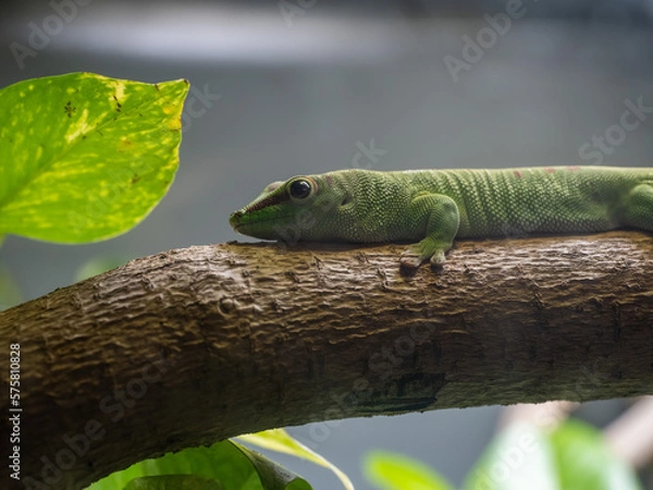 Fototapeta Gecko on branch