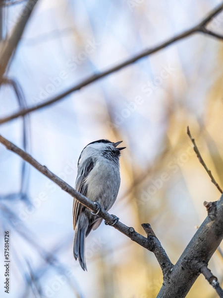 Fototapeta Cute bird the willow tit, song bird sitting on a branch without leaves in the winter.
