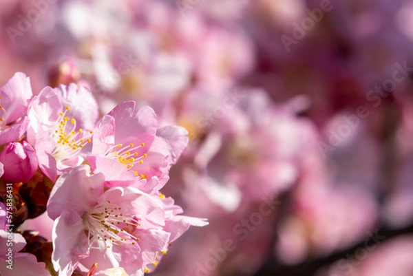 Fototapeta 晴れた日の美しい早咲きの河津桜