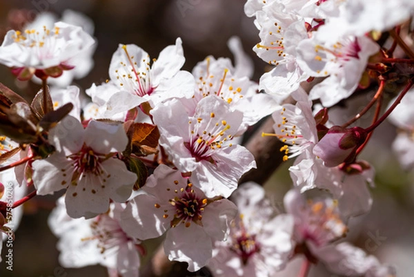 Obraz Blooming cherry tree in springtime. Season specific. 