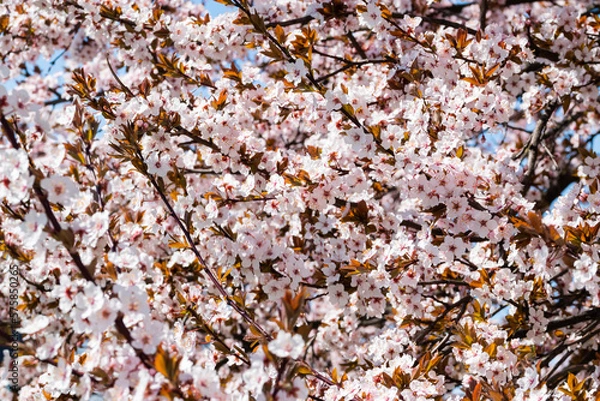 Obraz Blooming cherry tree in springtime. Season specific. 