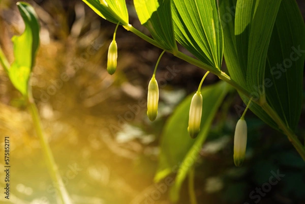 Obraz Fresh growing lily of the valley lighted with sun.