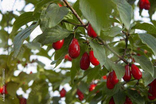 Obraz Cornus mas (cornel, Cornelian cherry, European cornel, Cornelian cherry dogwood) are hanging on a branch of fruit tree in the summer garden on a blurred background of greenery. Rich harvest, Close up
