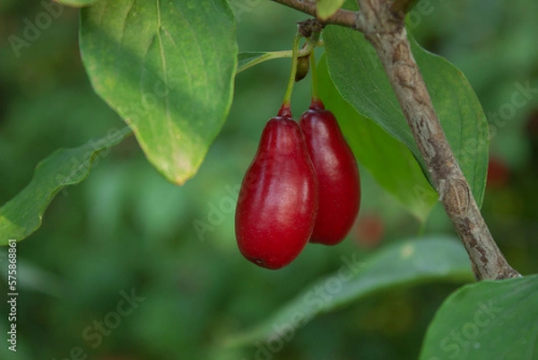 Obraz Branch of Cornus mas with leaves (cornel, Cornelian cherry, European cornel, Cornelian cherry dogwood) in the summer garden. Shallow depth of field