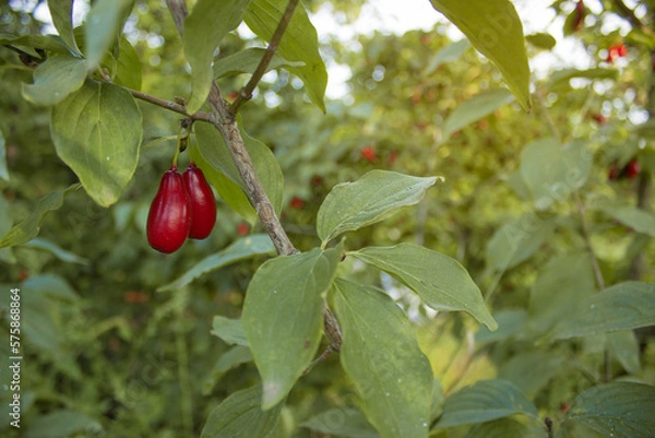 Obraz Branch of Cornus mas with leaves (cornel, Cornelian cherry, European cornel, Cornelian cherry dogwood) on a blurred background of greenery. Selective focus