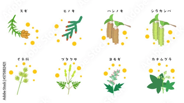 Fototapeta 花粉症のアレルゲンとなる植物のイラスト素材セット。フラットなベクターイラスト。 Illustration material set of plants that serve as allergens for hay fever. Flat designed vector illustration set.