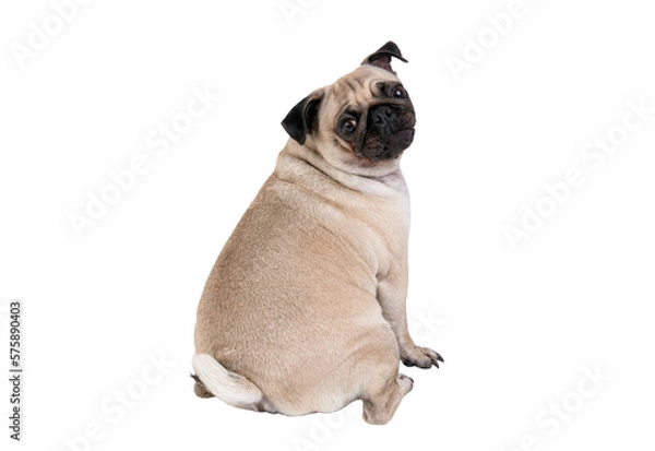 Obraz Pug dog isolated on white t background