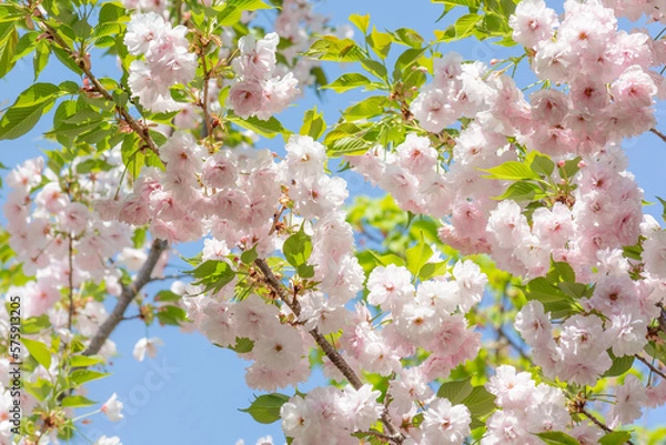 Obraz 八重桜　一葉