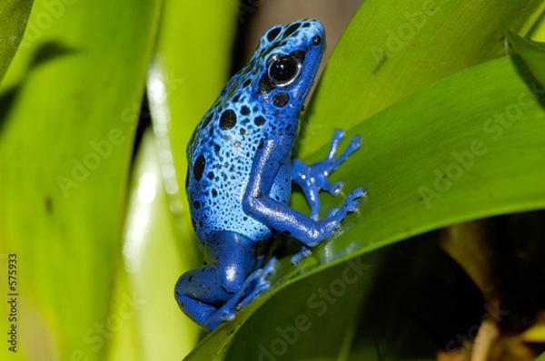 Fototapeta żaba