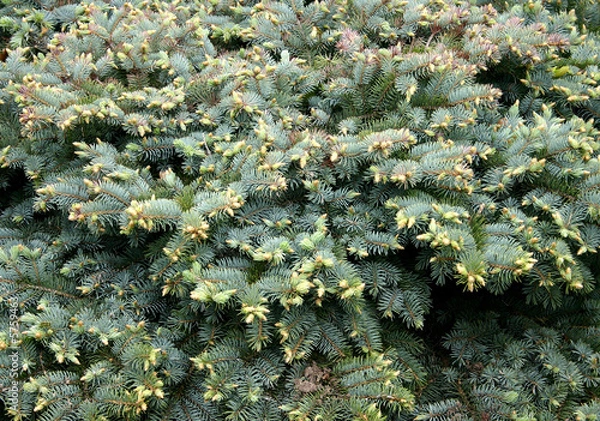 Obraz Juniper in Spring