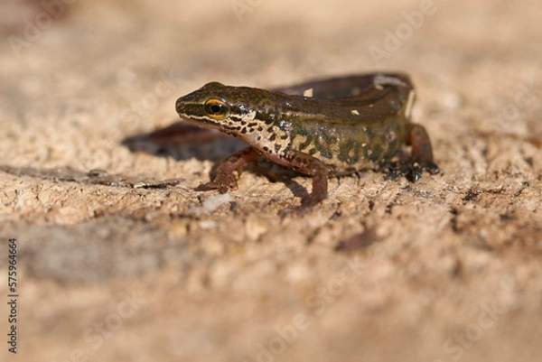 Obraz Lissotriton helveticus - palmate newt on a rock