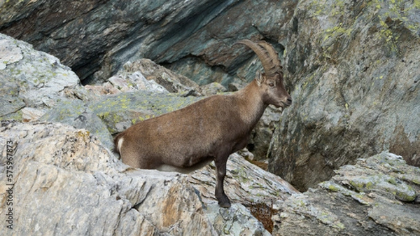 Obraz Alpine ibex (Capra ibex) on a rock