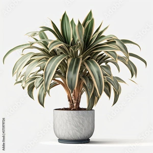 Obraz Plant in a pot