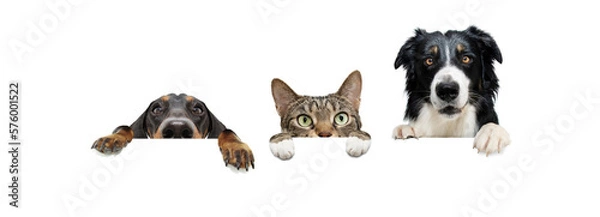 Obraz Banner three pets. border collie and dachshund dogs and cat, hanging its paws in a blank. Isolated on white background.