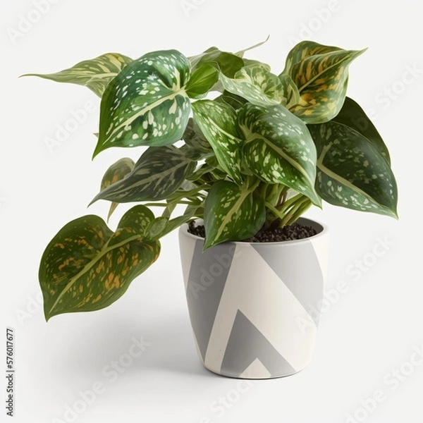 Fototapeta Potted plant