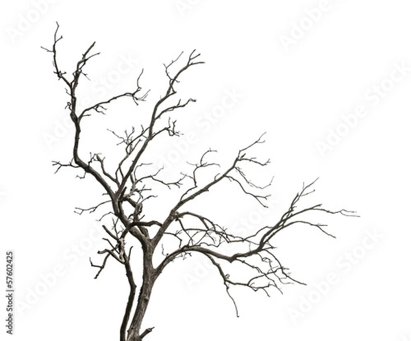 Fototapeta Dead tree isolated on white background