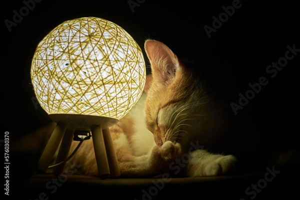 Fototapeta Cat sitting next to a lamp in almost total darkness