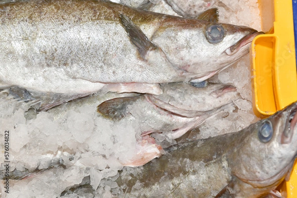 Obraz Fresh fish just caught in ice in a fish market box