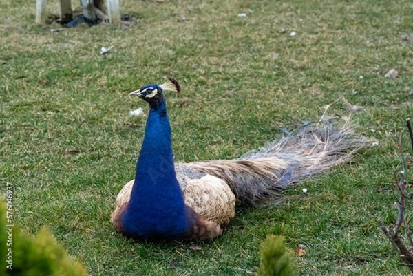 Fototapeta Peacock enjoying the garden while having a rest laying down