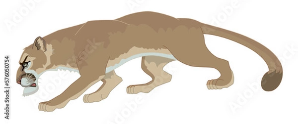Obraz cougar