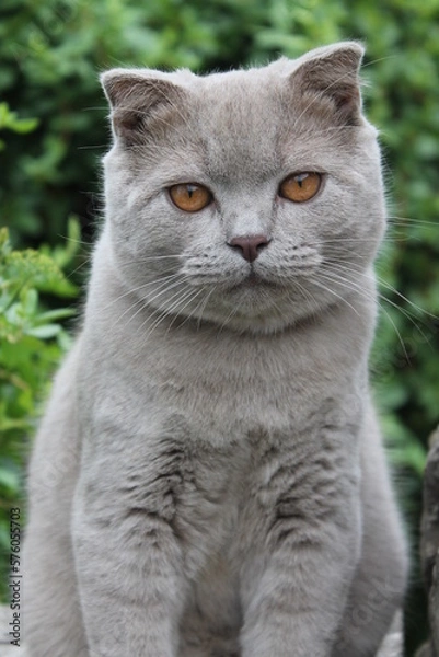 Fototapeta cat in the garden