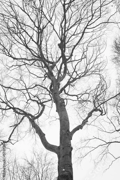 Obraz Old trunk of beech tree in a winter forest