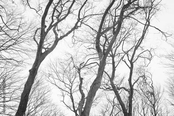 Obraz Old trunks of trees in a winter forest