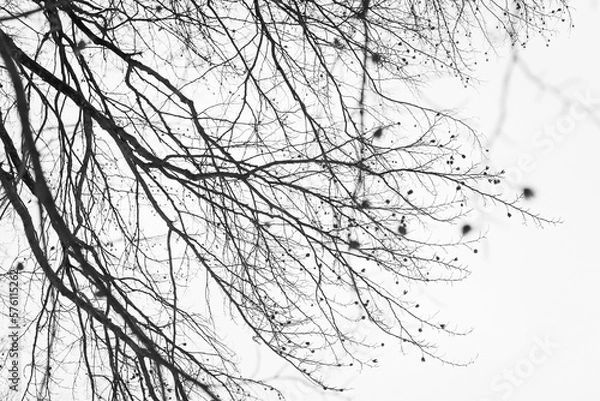 Obraz Tree branches with beech seeds on the background of the sky