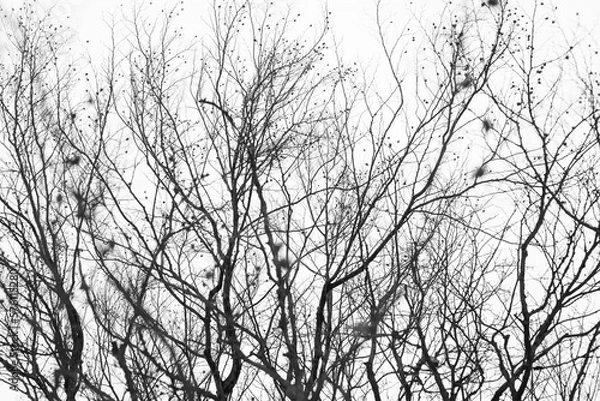 Fototapeta Tree branches with beech seeds on the background of the sky