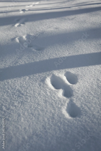 Obraz Hare footprints in the snow.