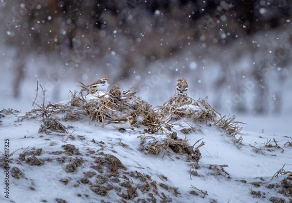 Obraz plectrophane des neiges