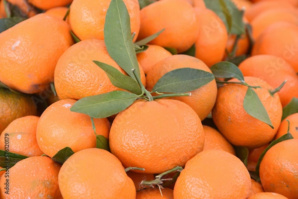Fototapeta Close up of Super Sweet Mandarin Murcott citrus fruit piled up. Freshly picked with leaves still on many of the fruit. A variety of tangerine.