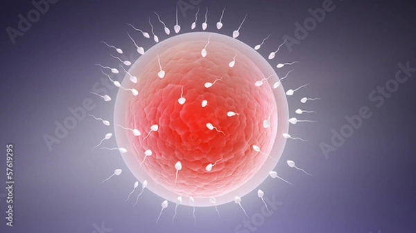 Fototapeta 3d rendered illustration of the fertilization