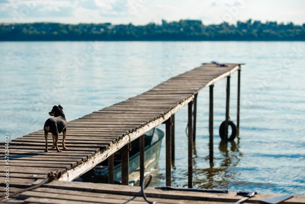 Obraz a small dog stands on a pier by the river