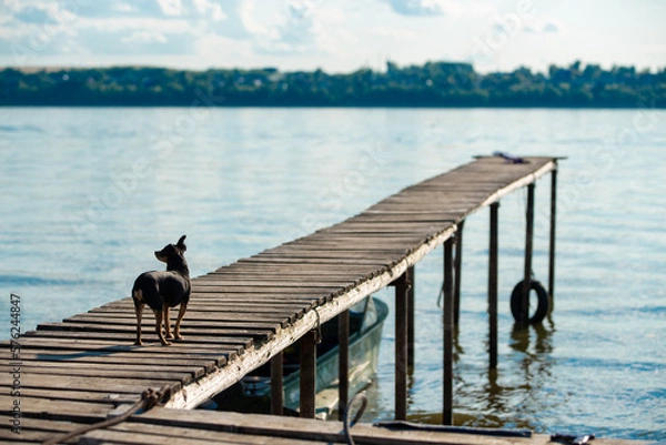 Obraz a small dog stands on a pier by the river