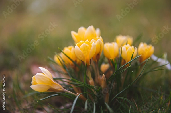 Obraz Yellow Crocus Flower