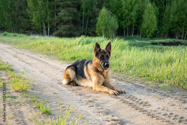 Obraz A beautiful shepherd dog lies on the sand, side view, against the background of the forest and fields.