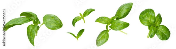 Fototapeta Green basil leaves with Clipping paths, full depth of field. Fresh red basil herb leaves isolated on white background. Purple Dark Opal Basil. Focus stacking. PNG